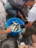 獲れた魚を覗き込んでいる写真